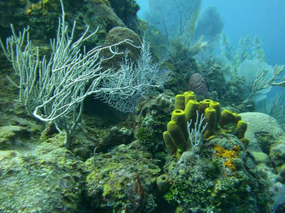 Muita cor nos corais de Marilyn's Cut, em Little Cayman, nas Ilhas Caiman